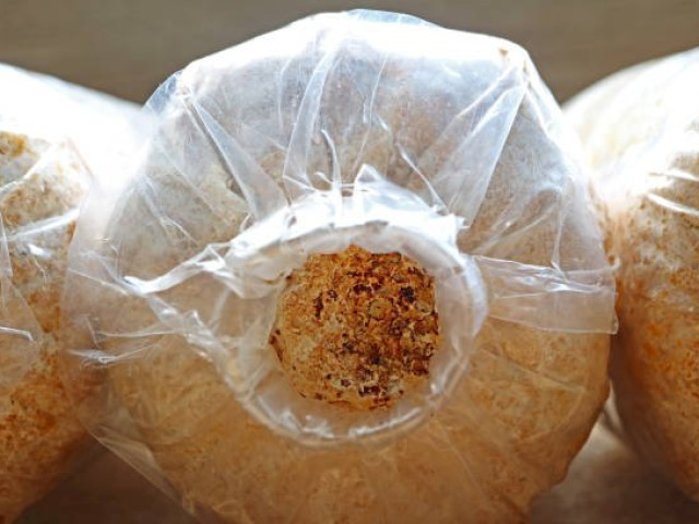 Bột mía (bã mía) một vật liệu đóng gói bền vững hơn